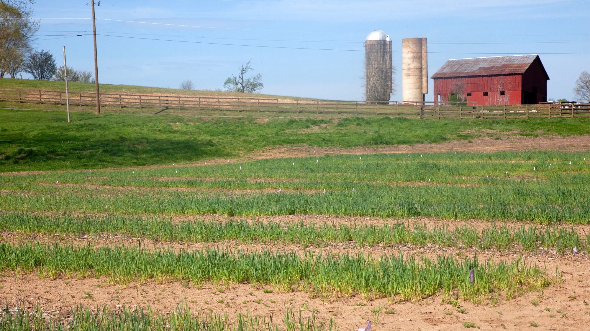 Scientists at the University of Tennessee Extension have set up a series of test plots on Will Runion's farm to study crop growth in his denuded soils.