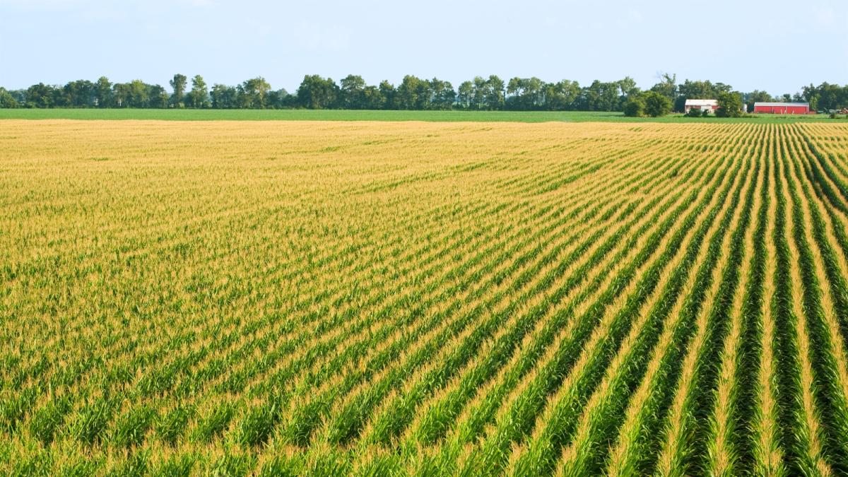 A field of yellow and green corn spreads out on the horizon
