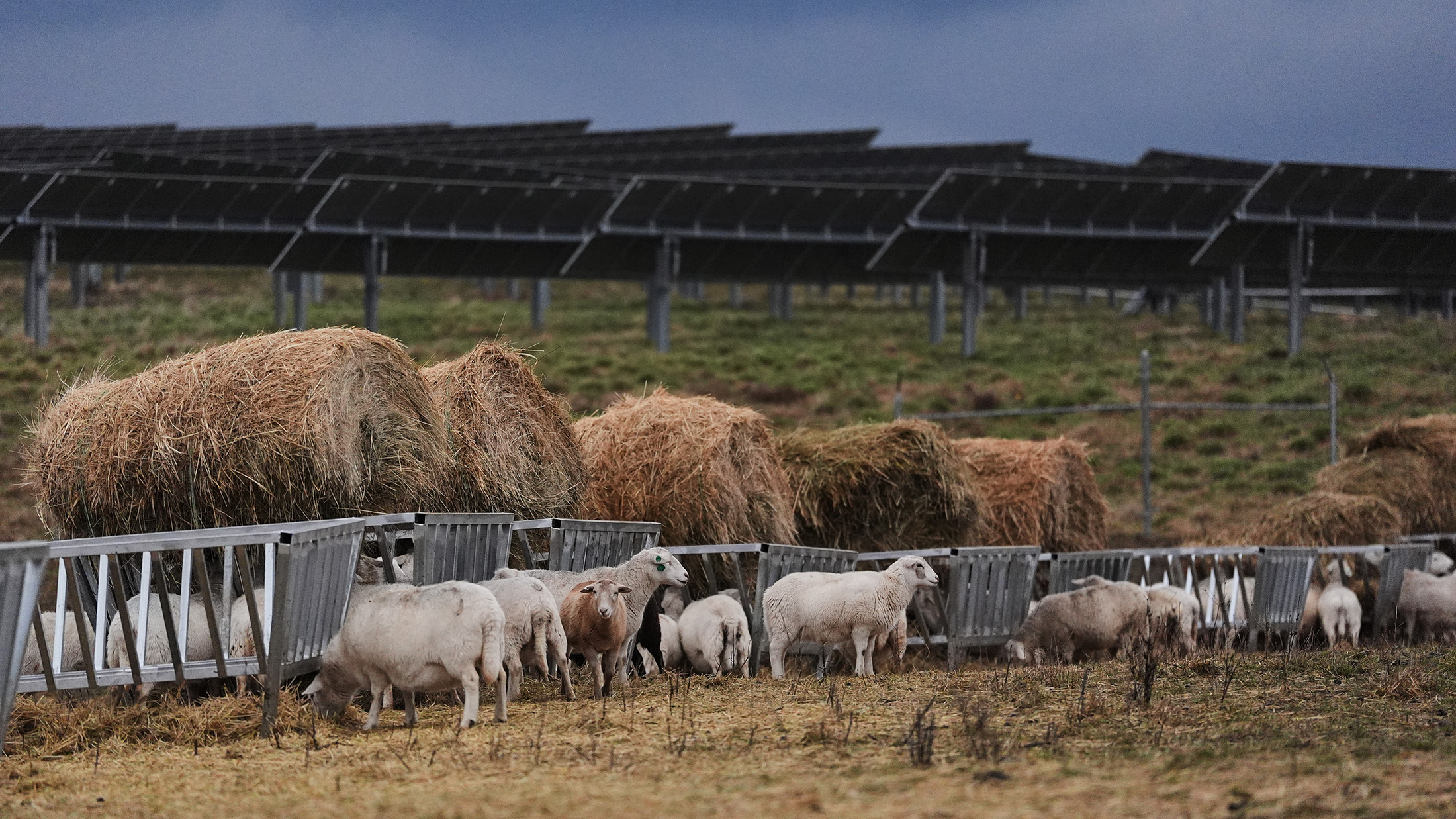 grist.org - Ayurella Horn-Muller - American farmers bet on solar. Then Trump changed the rules.