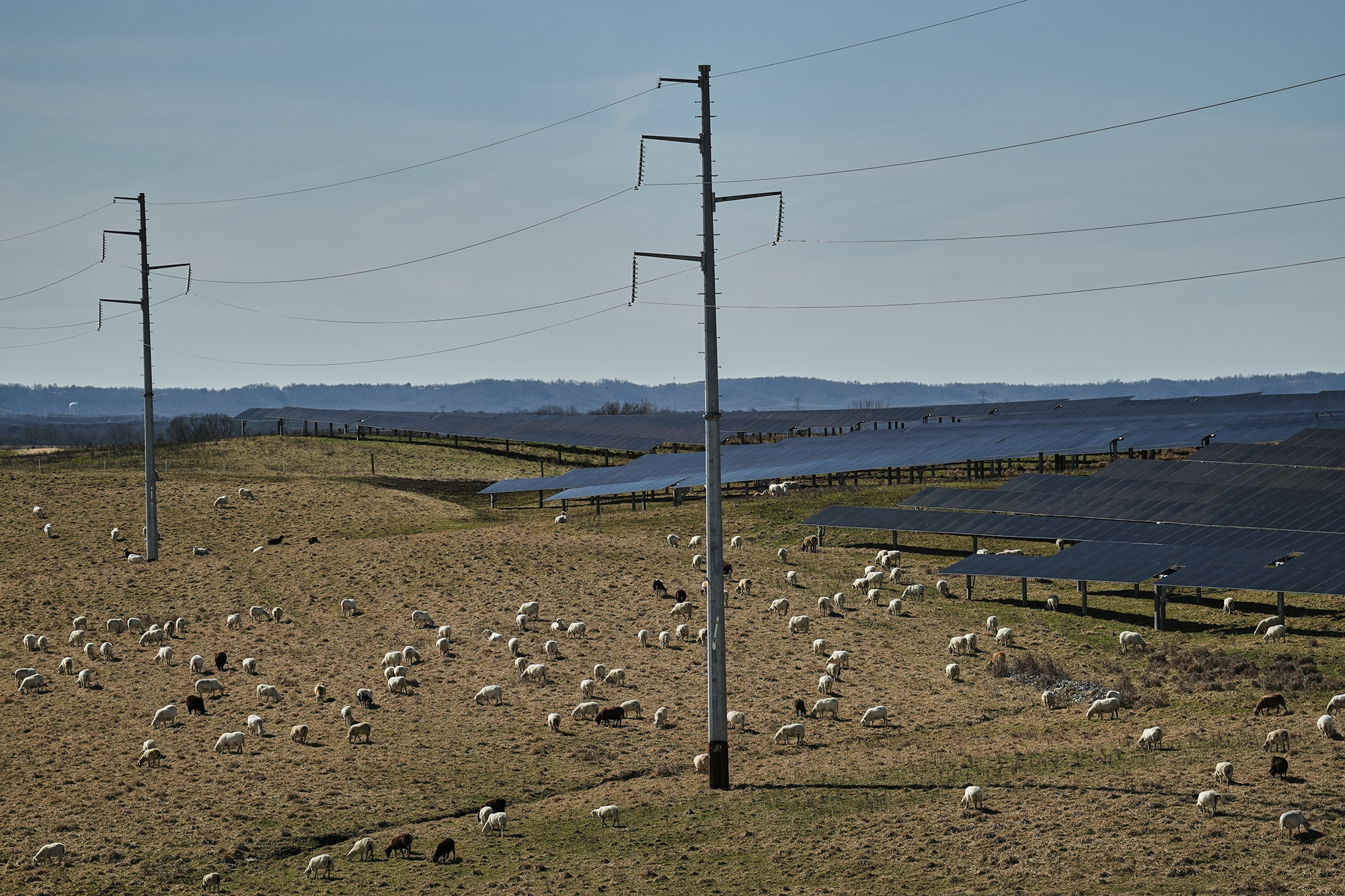 Sheep graze in a field surrounded by solar panels and power lines.