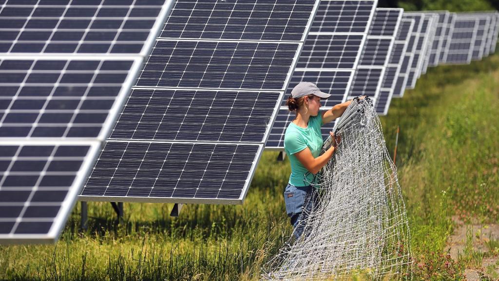 Woman wearing a green shirt and a baseball hat holds wire fencing in front of solar panels