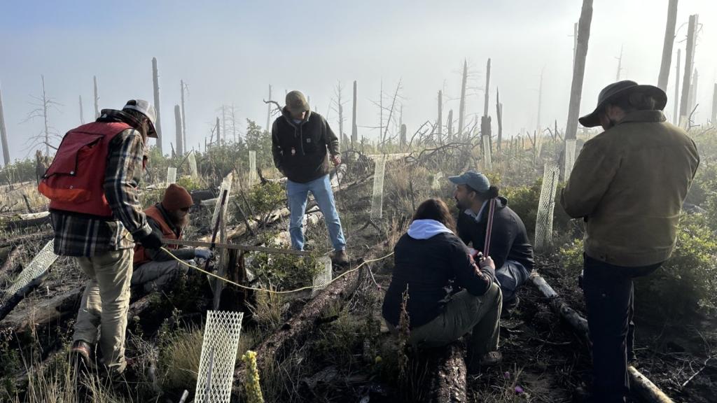 A group of people stand in a field with the skeletons of trees