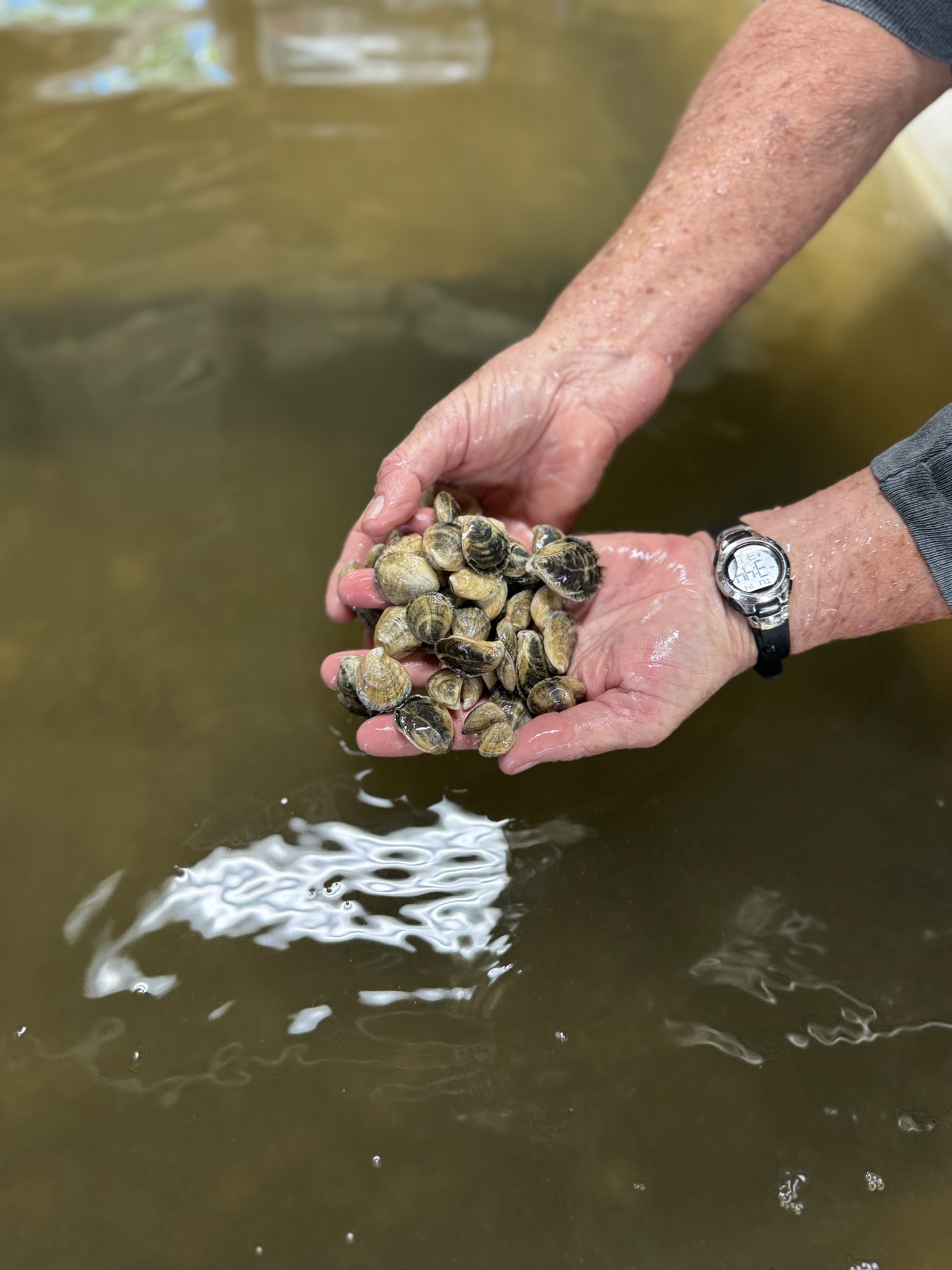 A man's hands hold oysters from a tank