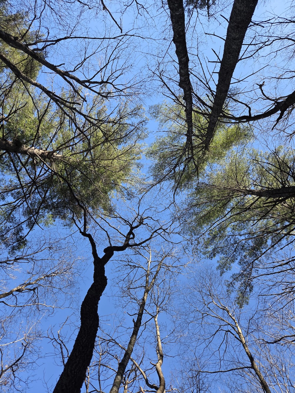A view from the ground looking up at trees