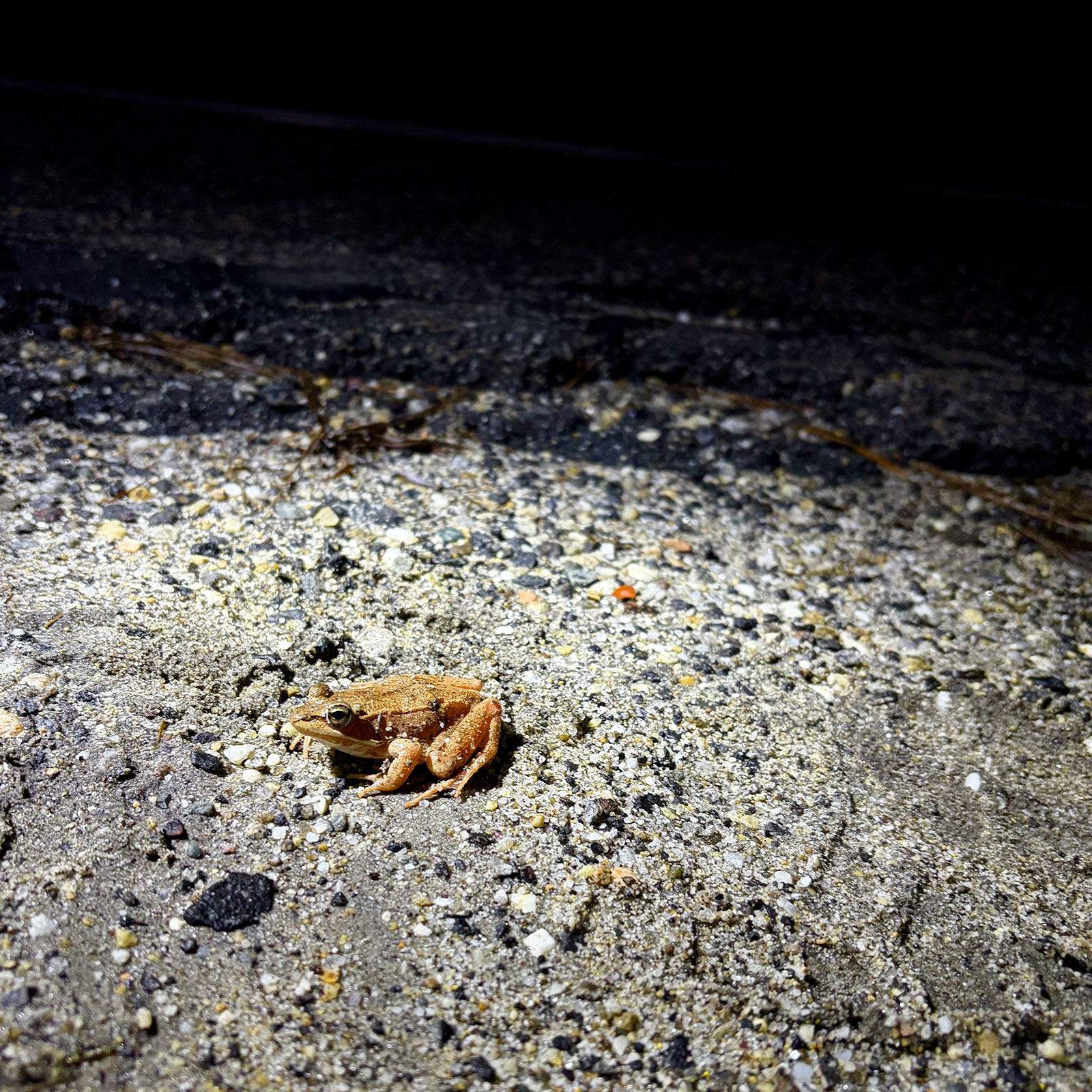 A wood frog considers taking a leap into a vernal pool after being helped across the road by volunteers on April 14, 2026.