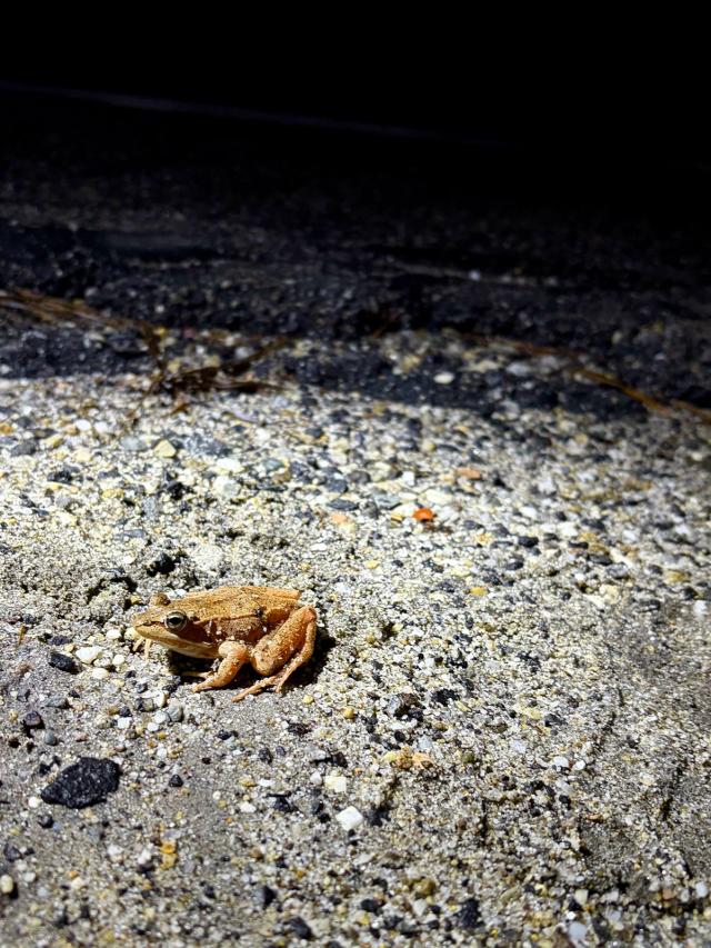 One night a year, humans lead a march of frogs and salamanders | Grist