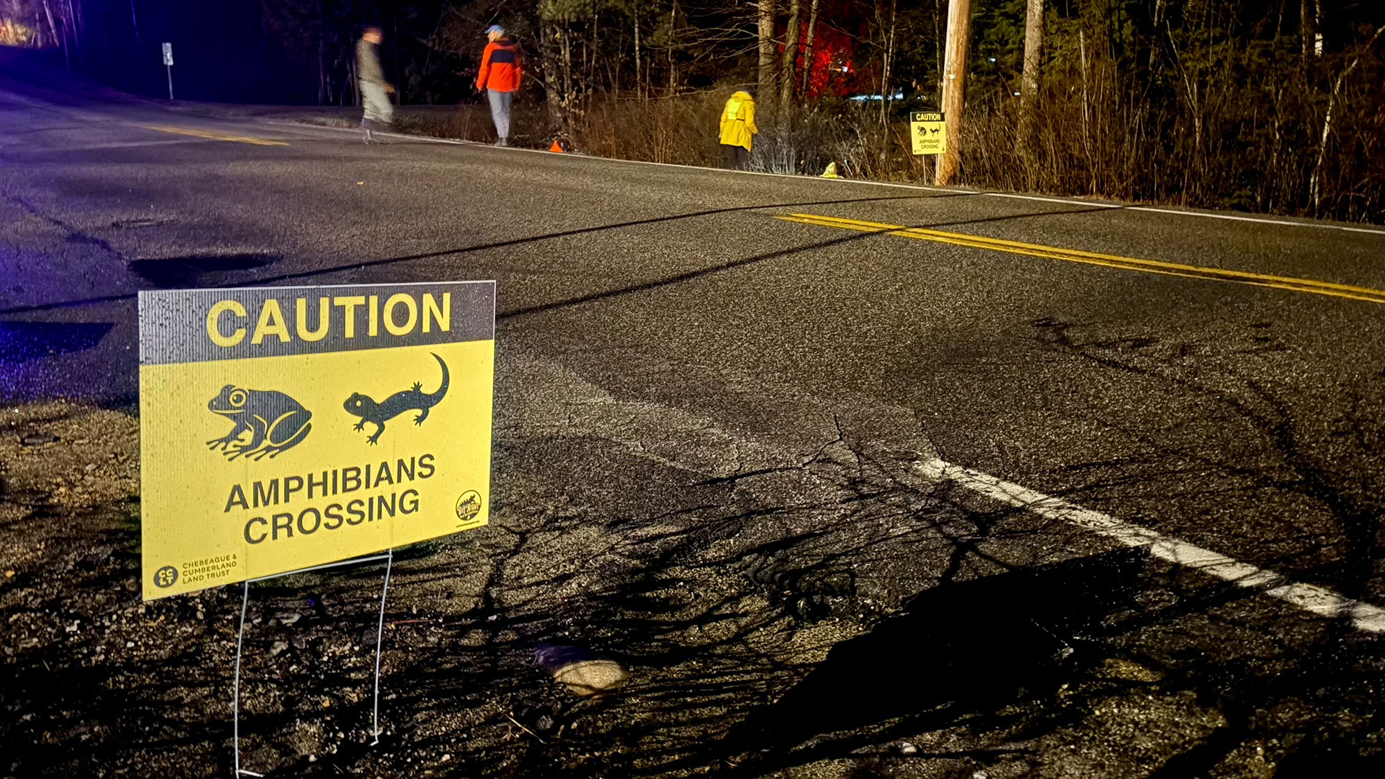 Volunteers guide frogs and salamanders across a rain-slicked road marked with "Caution: Amphibians crossing" signs.