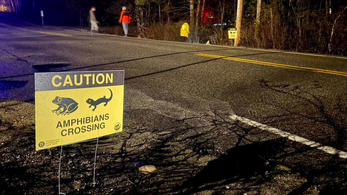 Volunteers guide frogs and salamanders across a rain-slicked road marked with 
