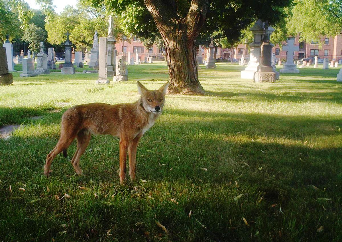 A wildlife camera photo of a fox standing in a cemetery