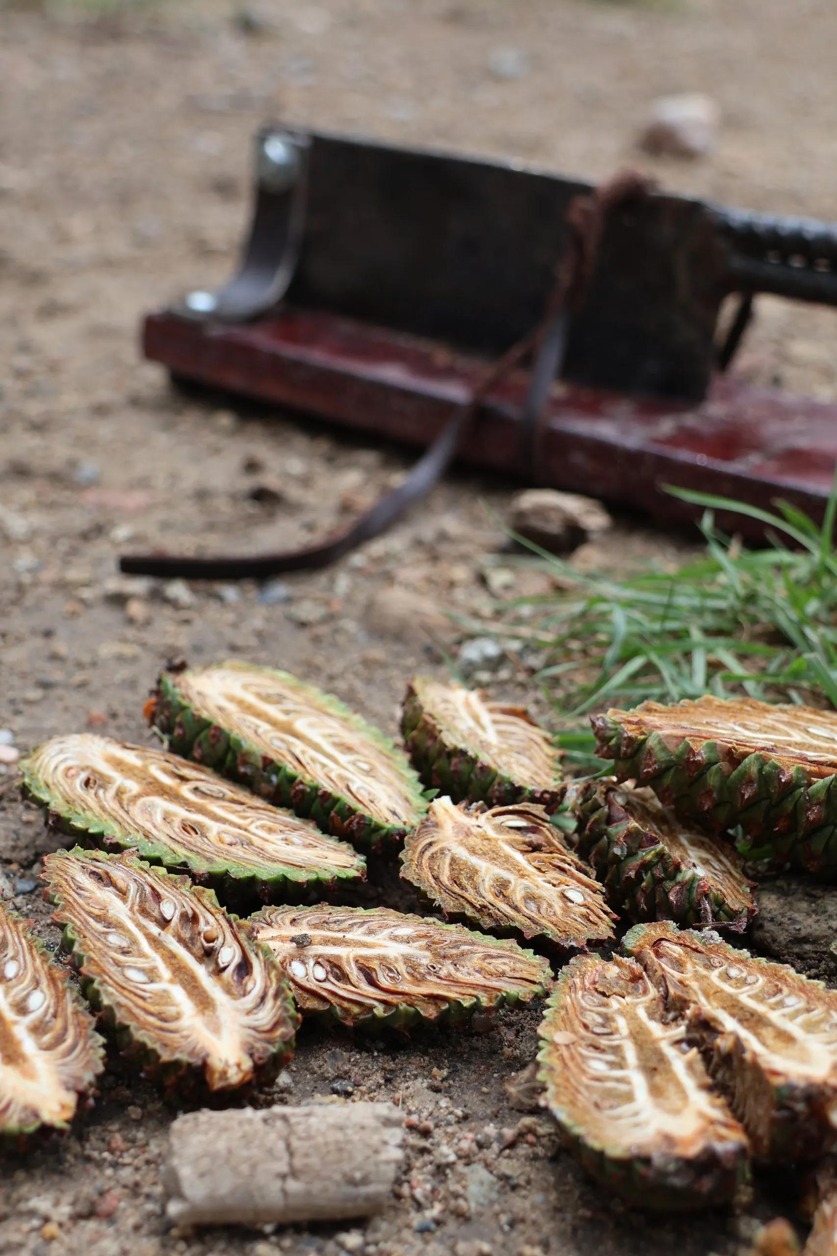 Pine cones are sliced in two