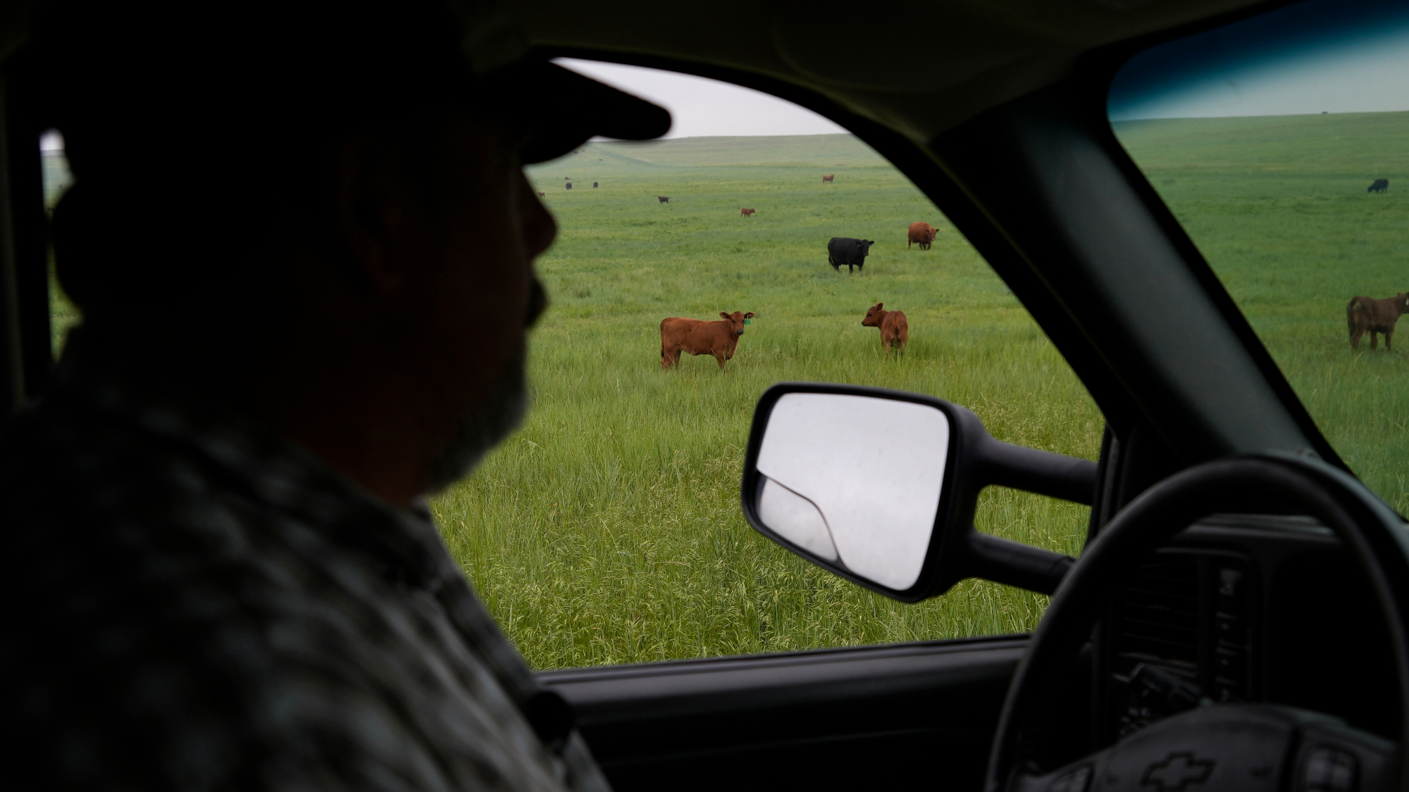 Brian Sprenger checks on his cattle Wednesday, June 21, 2023, in Sidney, Neb.