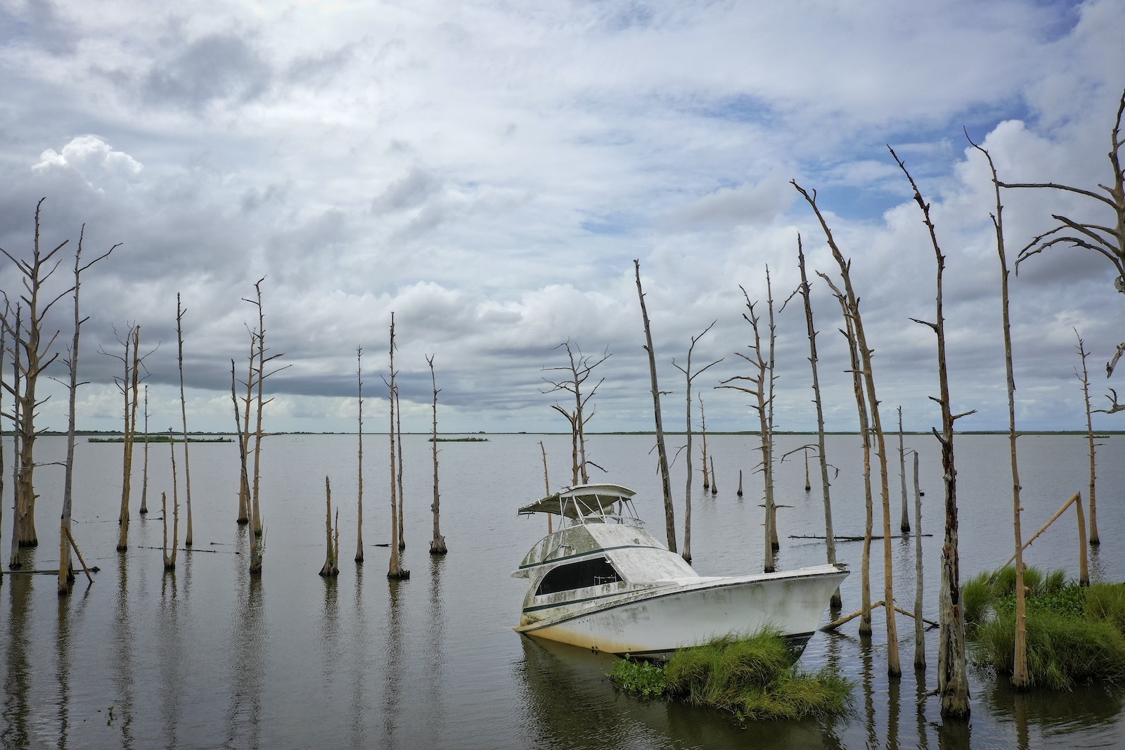 a small white boat sits abandoned in coastal waters, surrounded by dead cypress trees in Venice, Louisiana