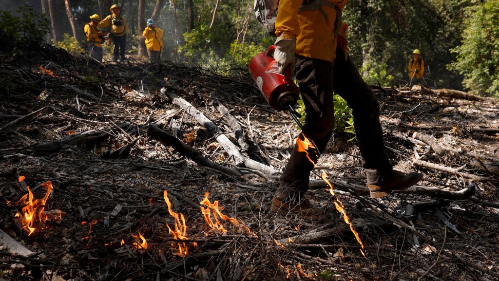 A crew walks through a wooded area igniting small fires