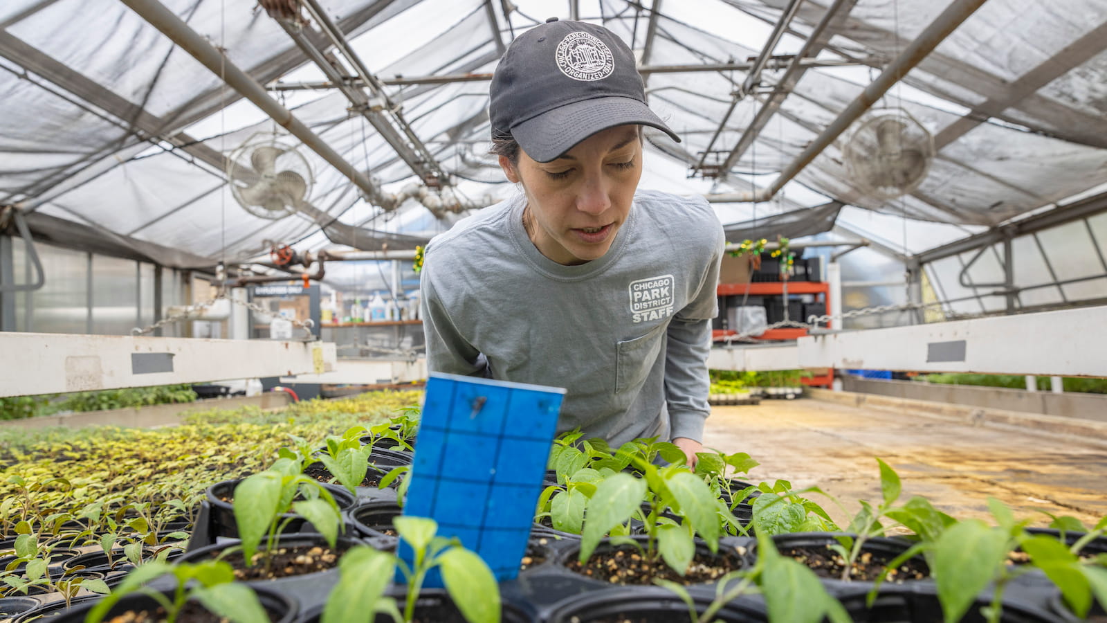 Gardener inspects seedlings