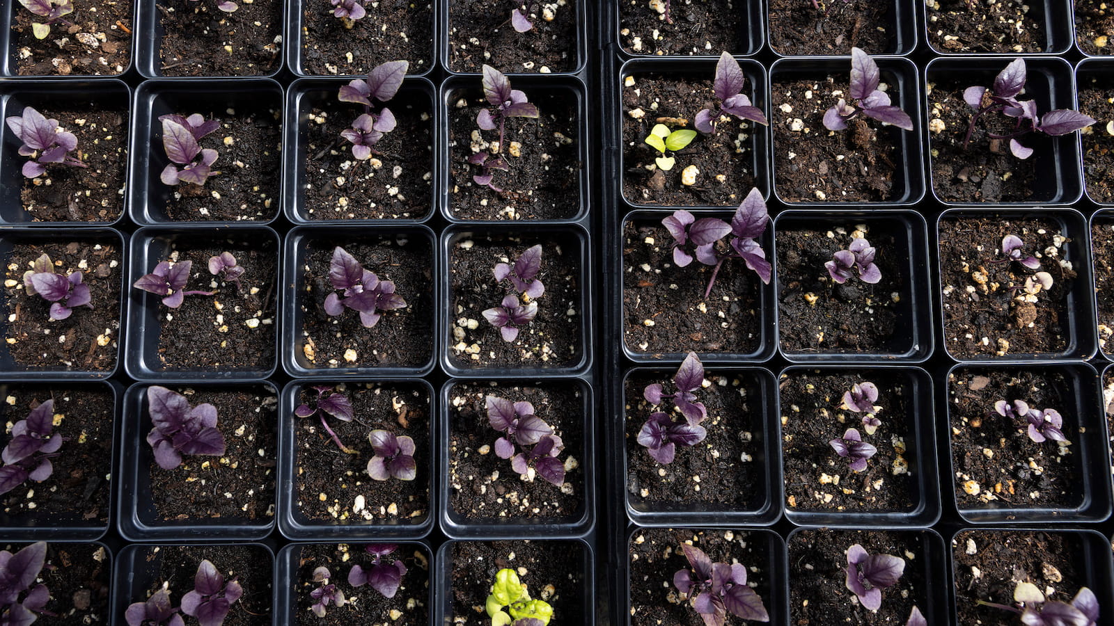 Plants in seed trays