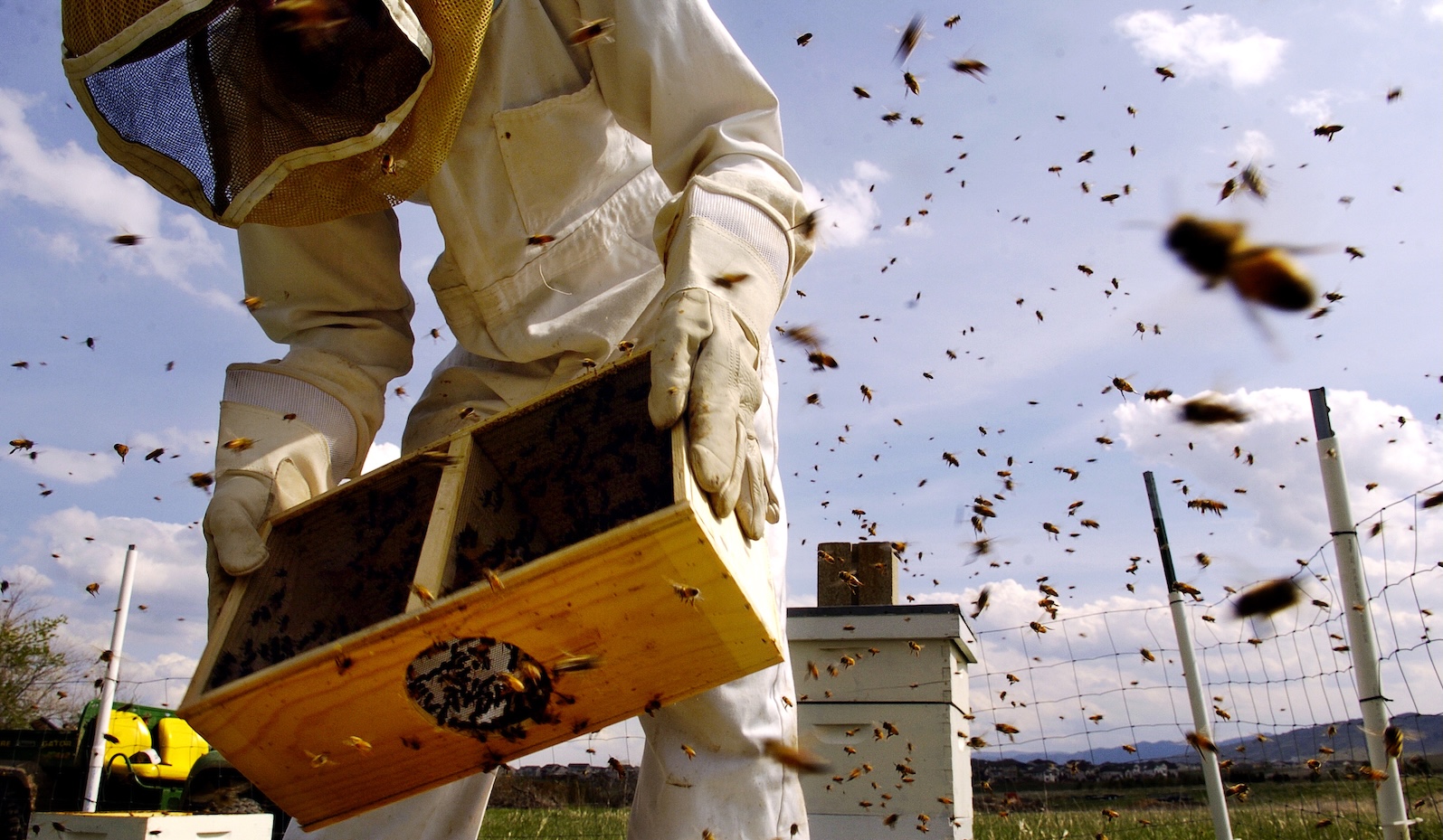A person in protective beekeeping gear including a face mask and full-body covering holds a wooden box with bees in it near a man-made hive as bees fly around
