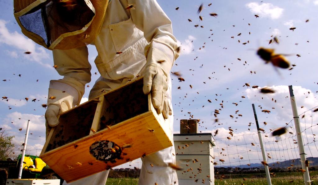 A person in protective beekeeping gear including a face mask and full-body covering holds a wooden box with bees in it near a man-made hive as bees fly around