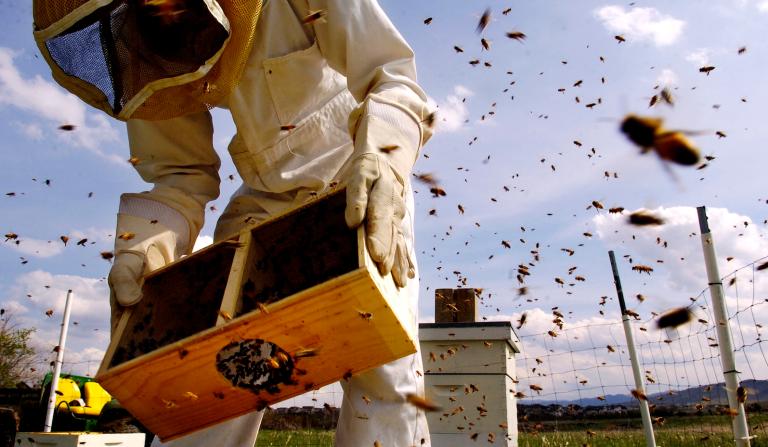 A person in protective beekeeping gear including a face mask and full-body covering holds a wooden box with bees in it near a man-made hive as bees fly around