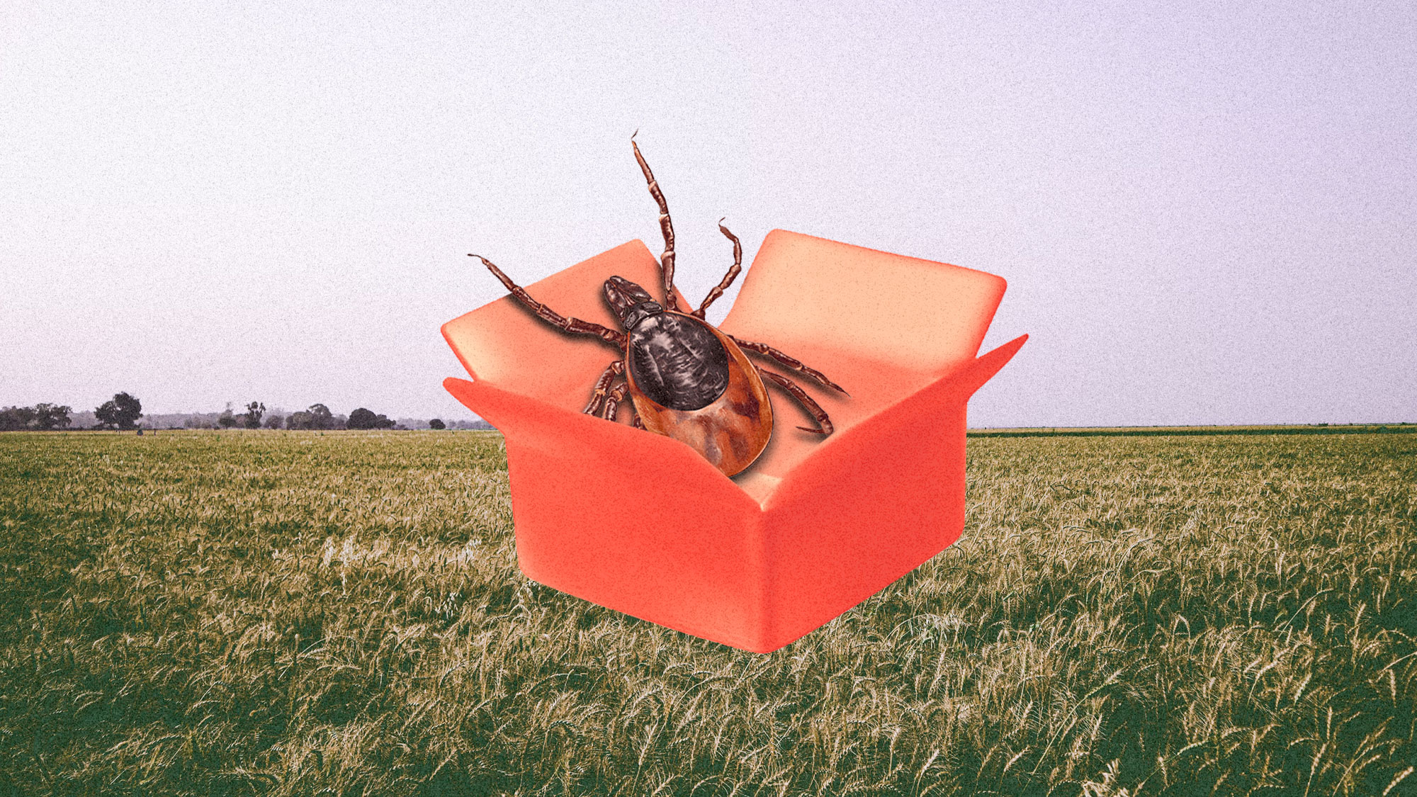 illustrated tick in a red box on top of a farm field