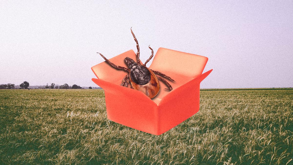 illustrated tick in a red box on top of a farm field