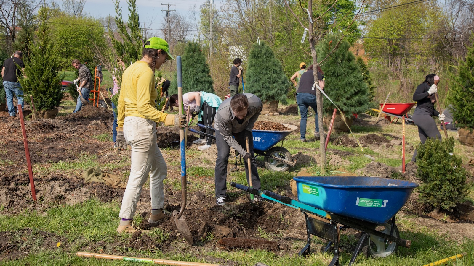 volunteers plant trees in a park in Detroit