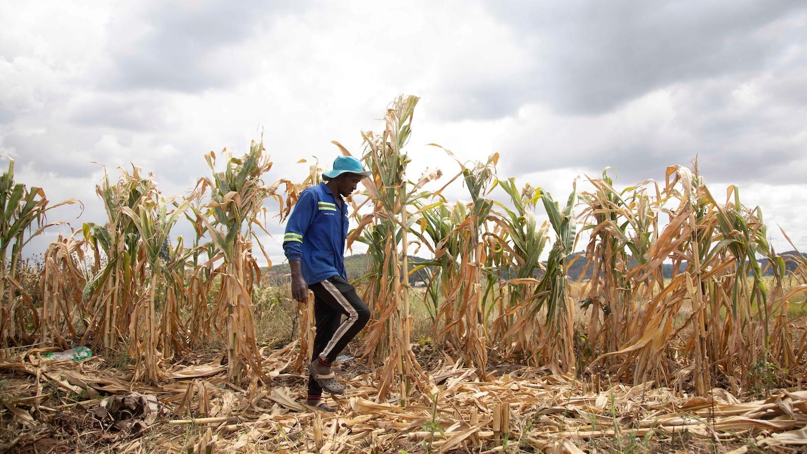 The ‘super El Niño’ is here. What happens next could upend food systems worldwide.
