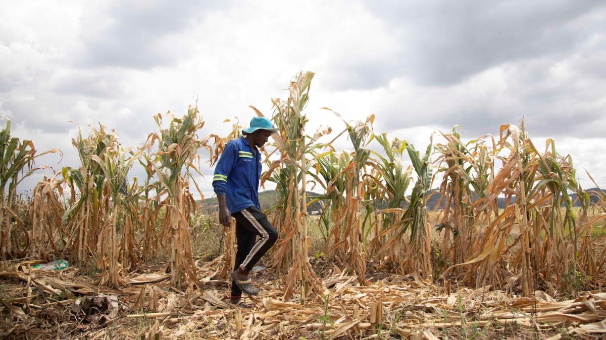 A farmer wearing a blue hat, blue zip-up jacket, and black track pants walks in front of his corn crop in Harare, Zimbabwe
