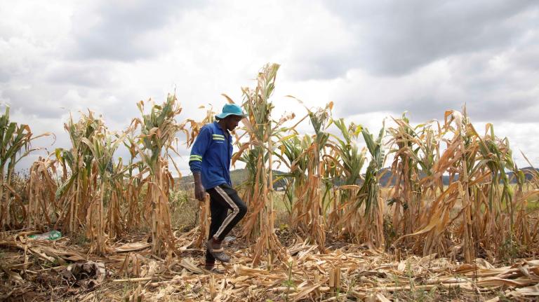 A farmer wearing a blue hat, blue zip-up jacket, and black track pants walks in front of his corn crop in Harare, Zimbabwe