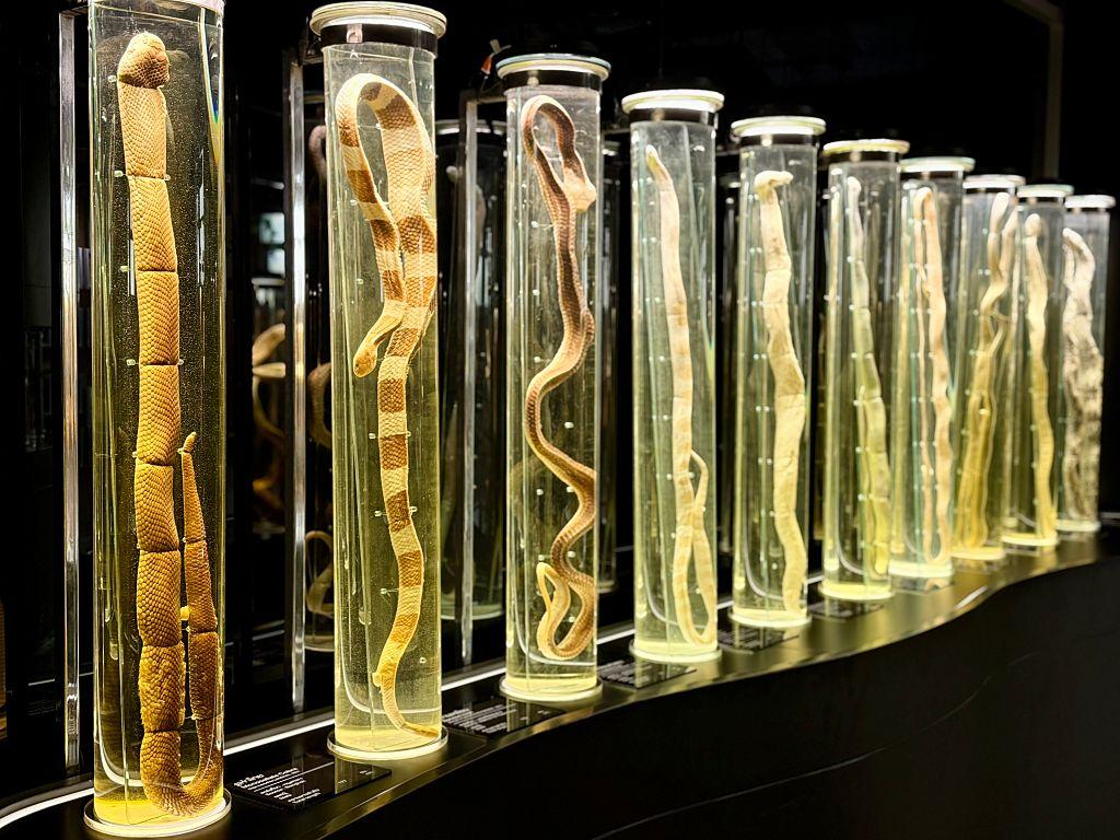 Large snakes preserved in giant test tubes