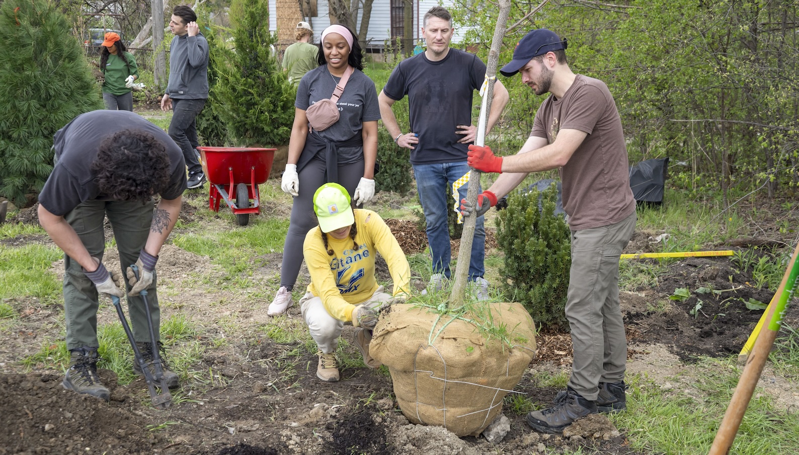 A small group of people gather round as a tree sapling is planted