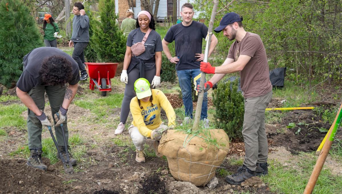 A small group of people gather round as a tree sapling is planted