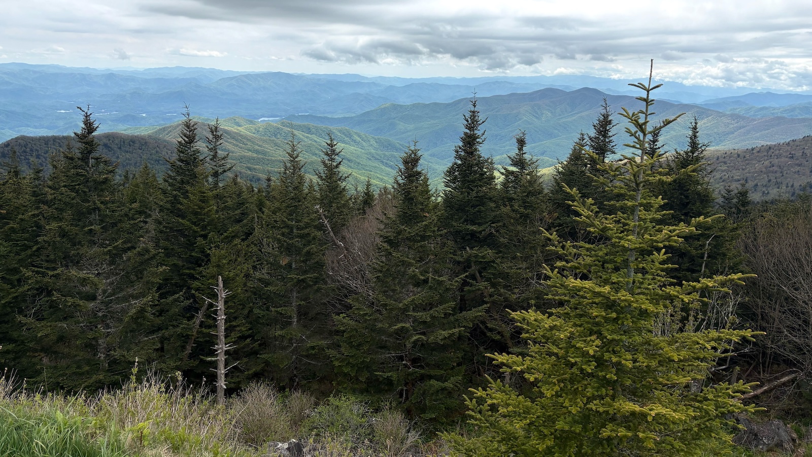 In the Smoky Mountains, a volunteer effort aims to document every species — before it’s too late