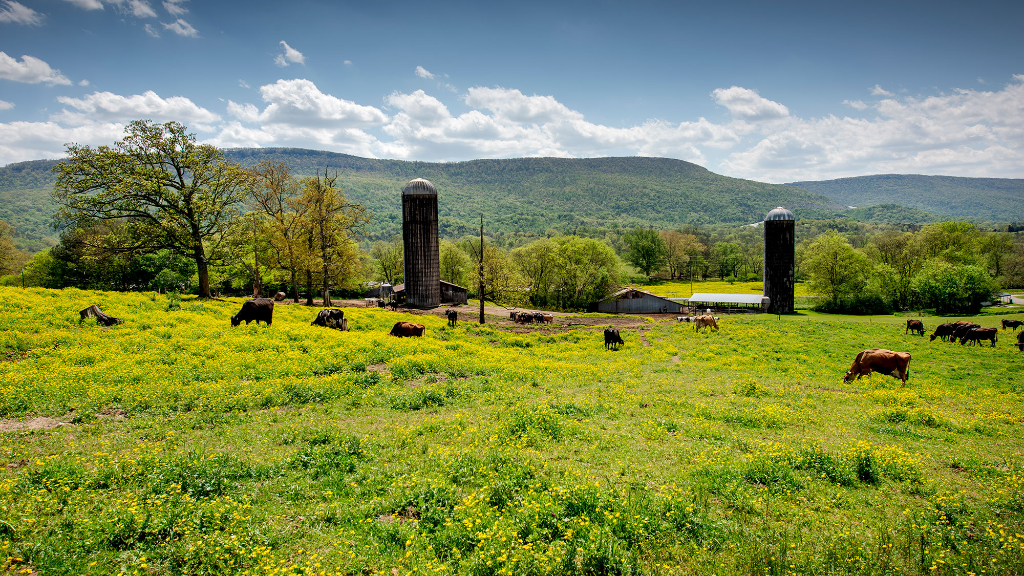 farmland with silos and cows