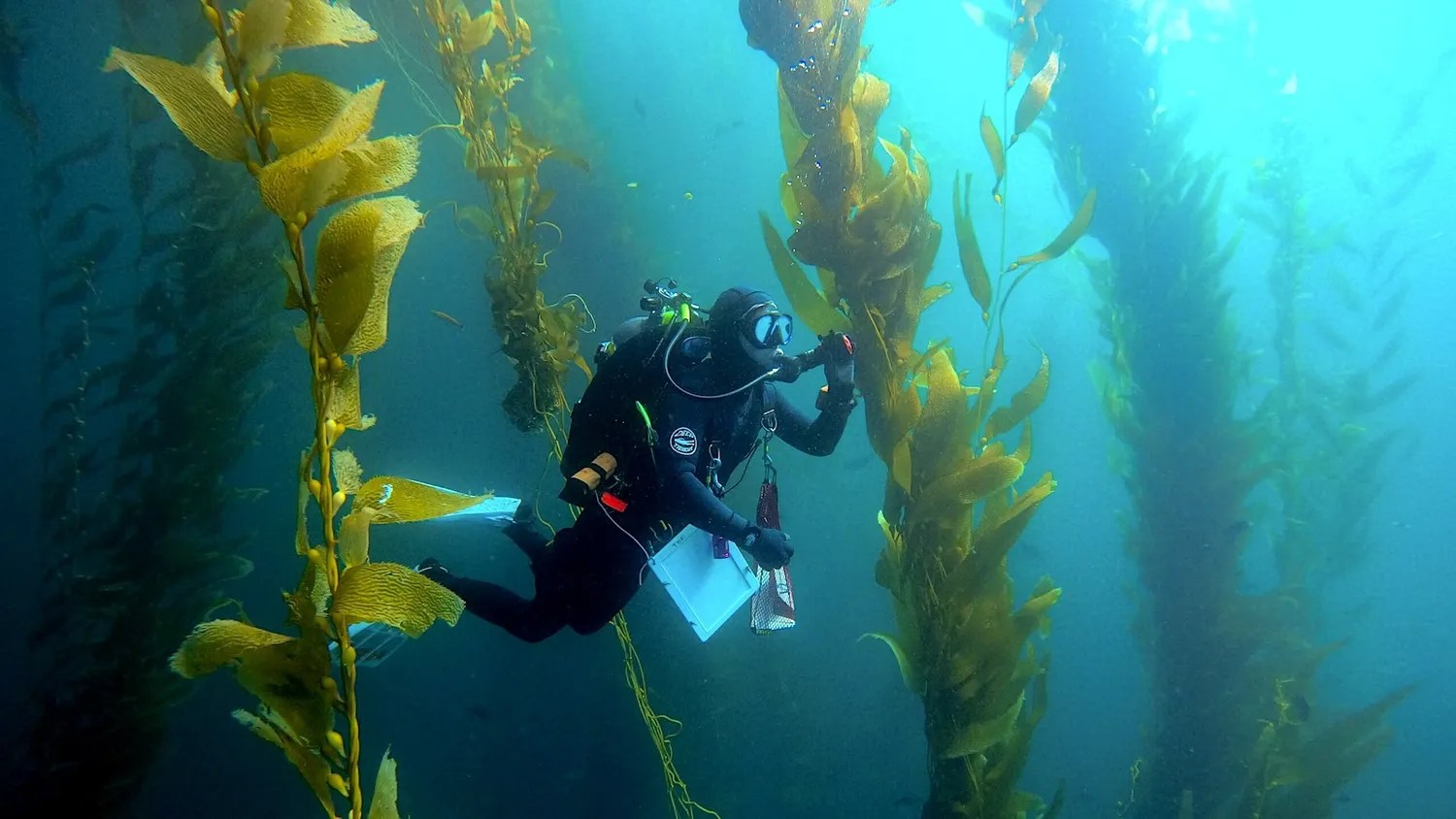 A scuba diver swims among tall green plants in the ocean