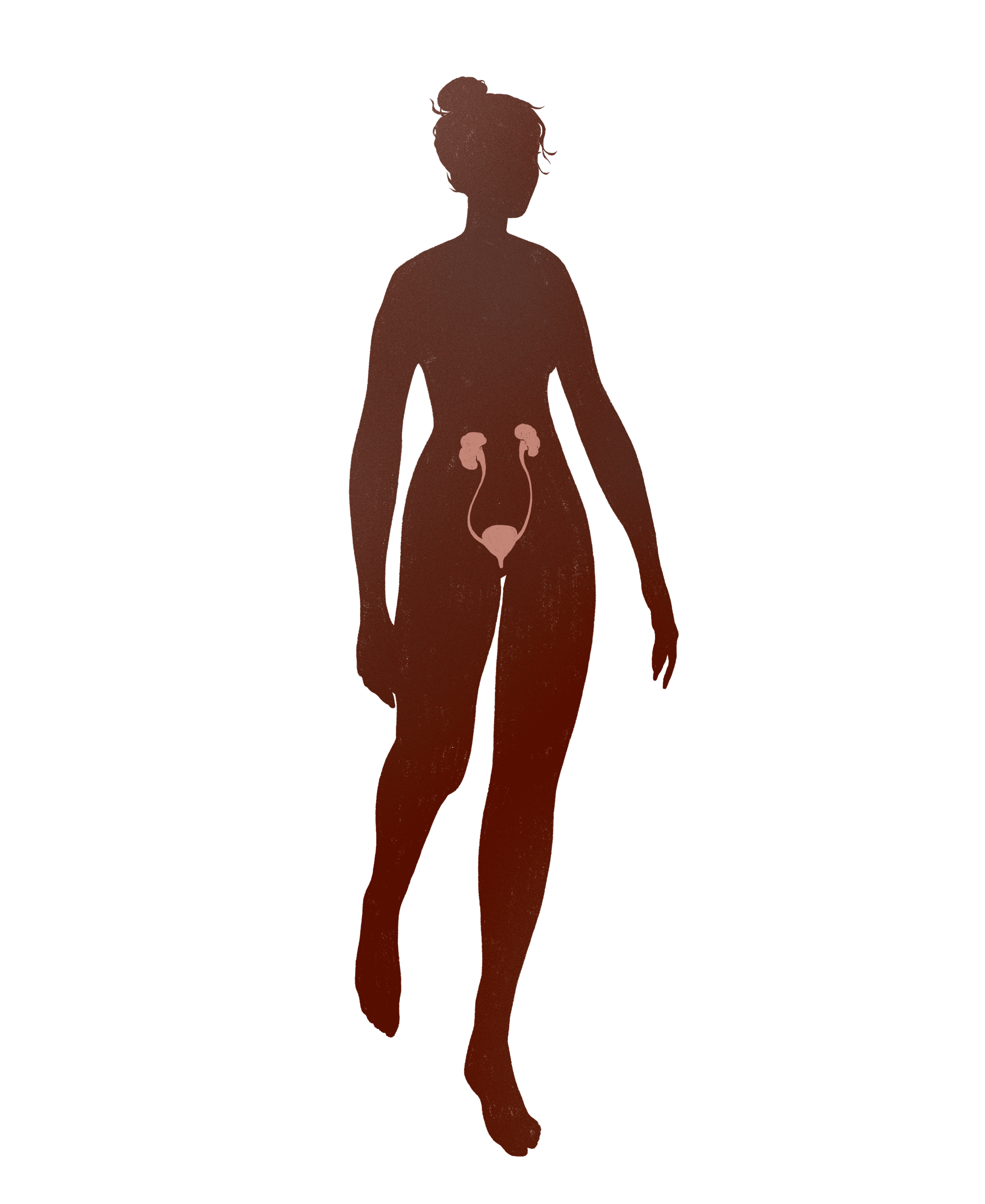 silhouette-renal