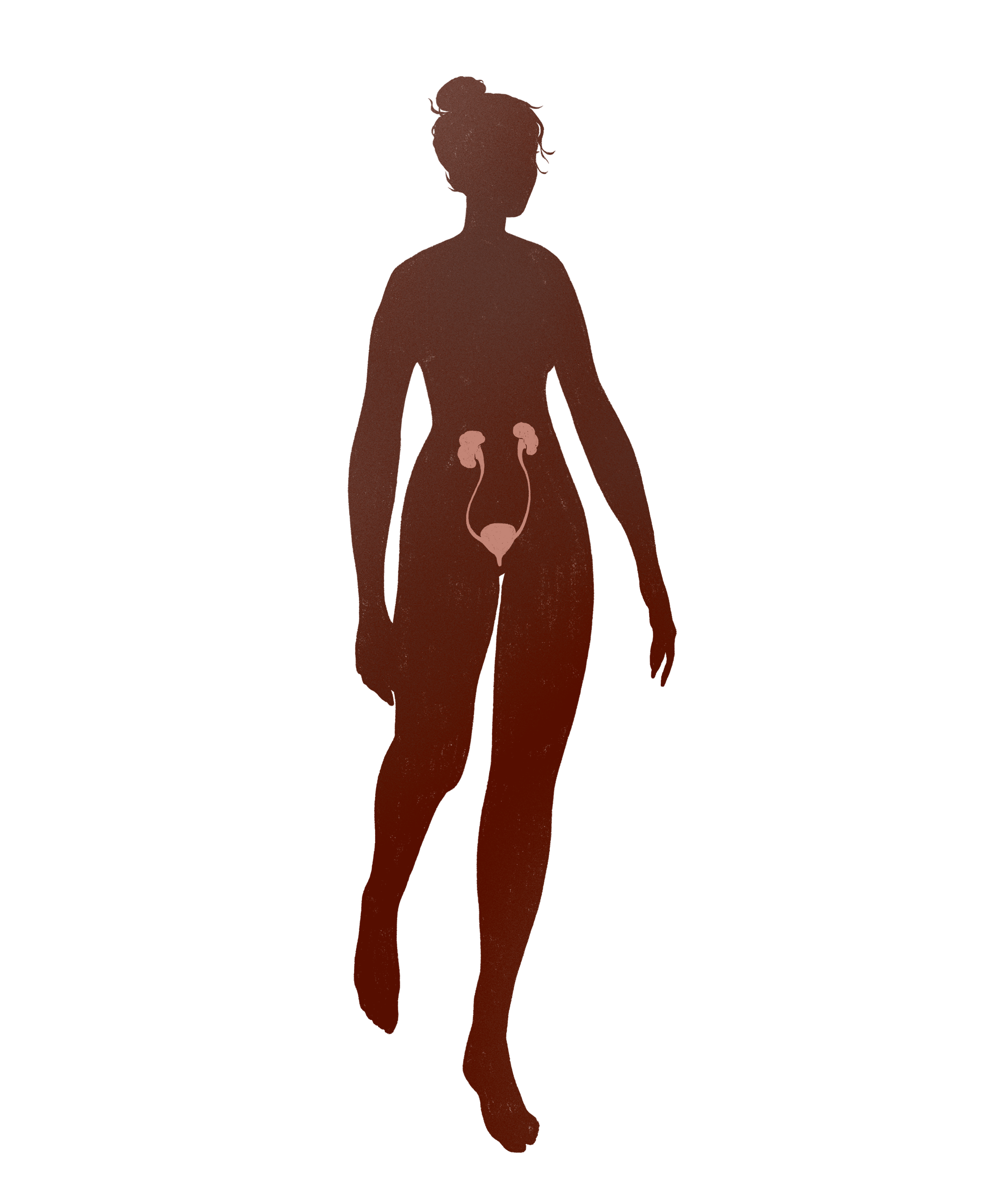 silhouette-renal