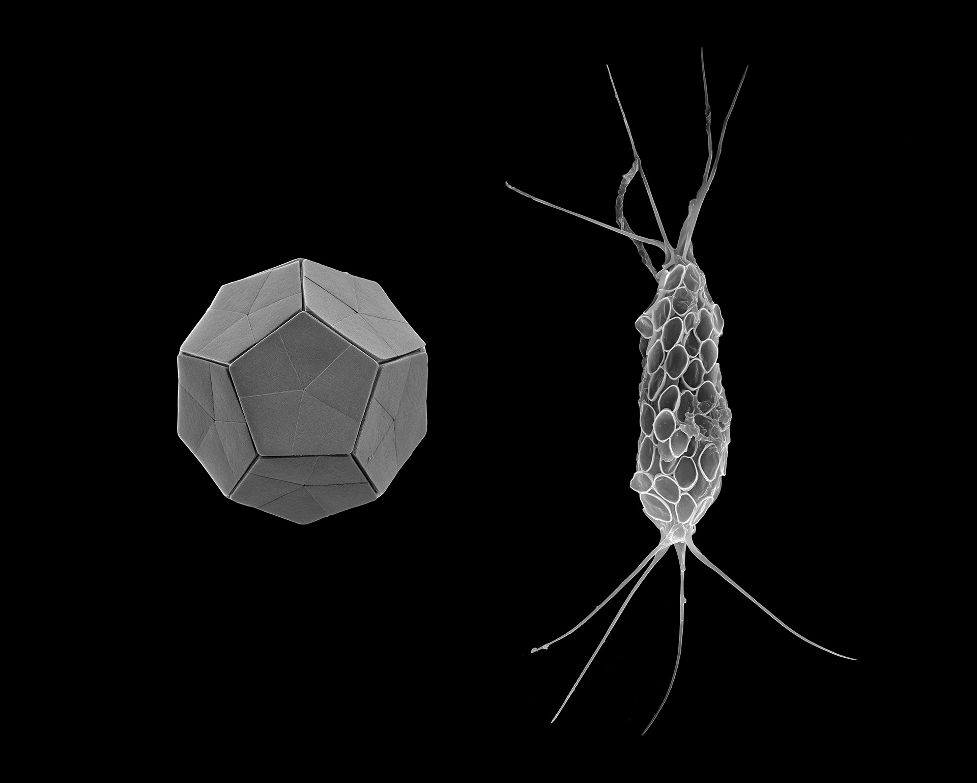 A microscopic image of Braarudosphaera bigelowii in its jewel-like calcified (left) and non-calcified (right) forms.