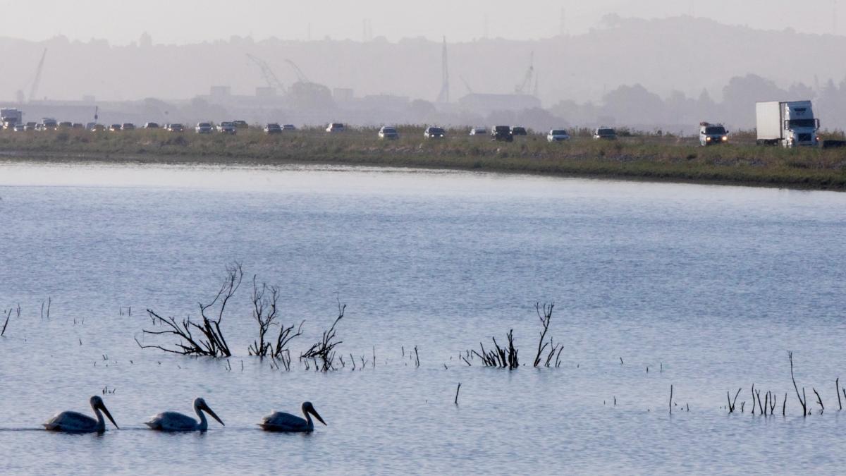 Pelicans are seen swimming in a marsh alongside California Highway 37