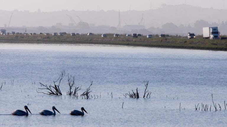 Pelicans are seen swimming in a marsh alongside California Highway 37