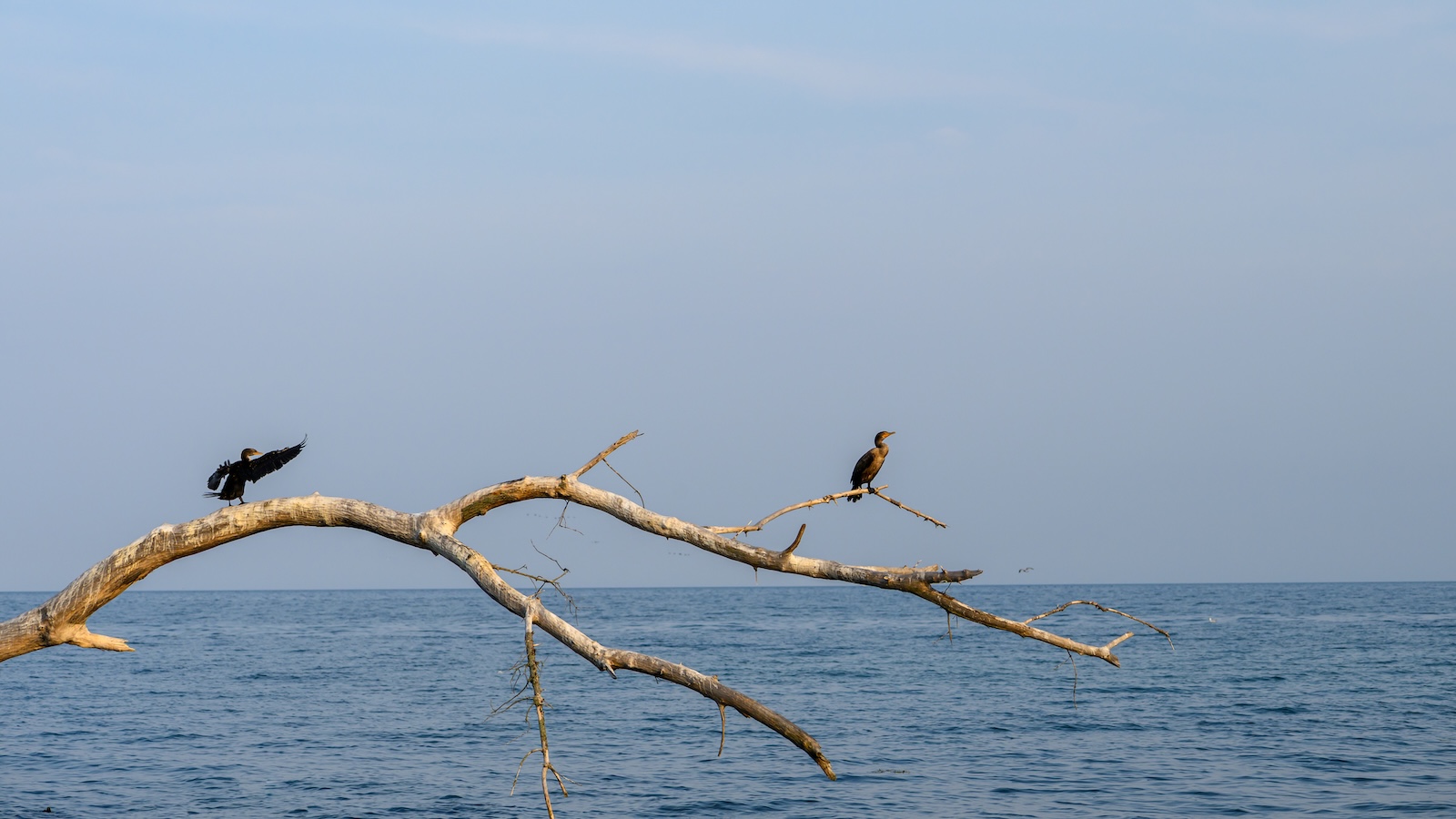 Double-crested cormorants sit on branches on Lake Ontario on a cloudy day.