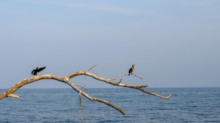 Double-crested cormorants sit on branches on Lake Ontario on a cloudy day.