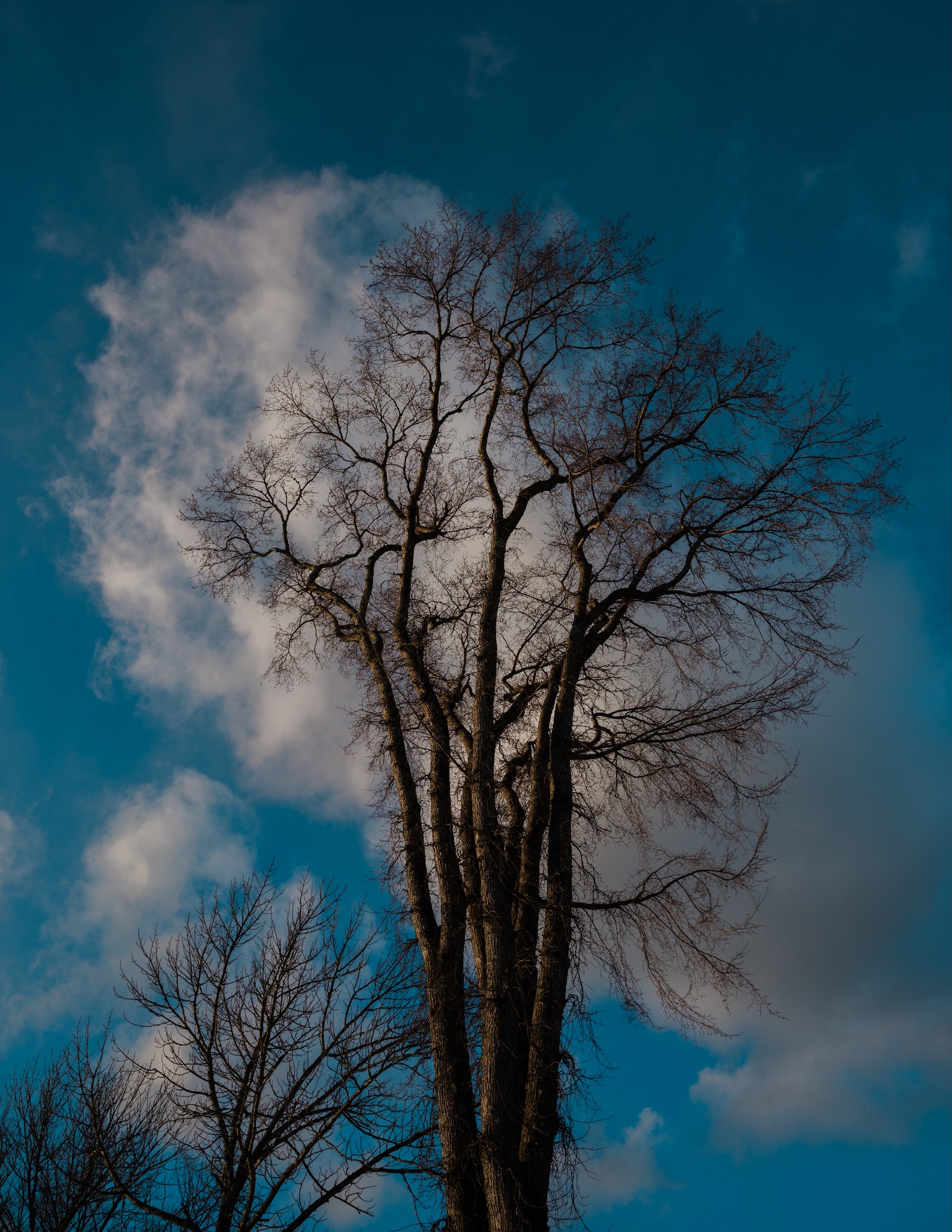 a massive elm tree reaches into the sky