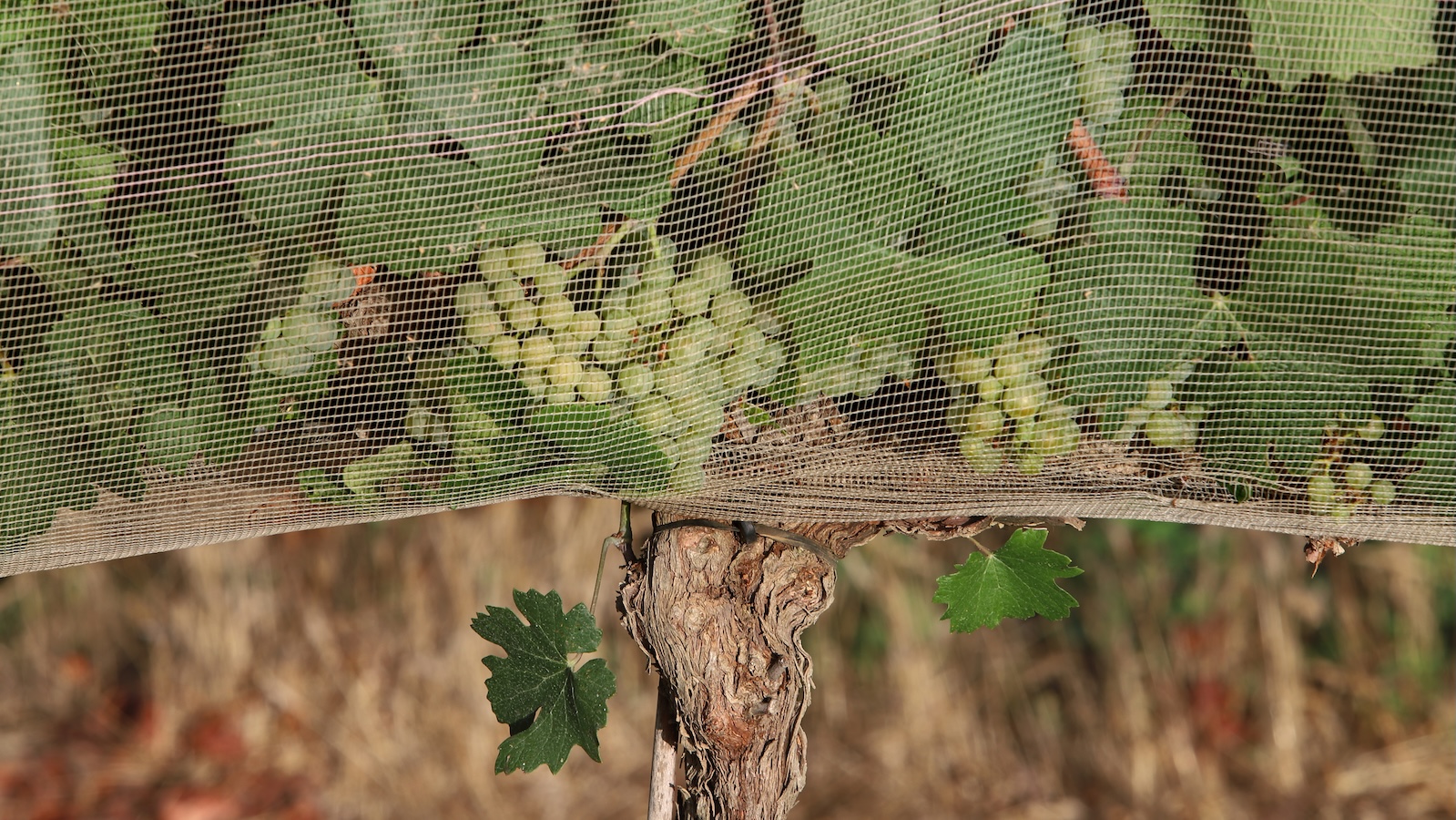 grist.org - Frida Garza - People are willing to pay more for climate-proof wine, study shows
