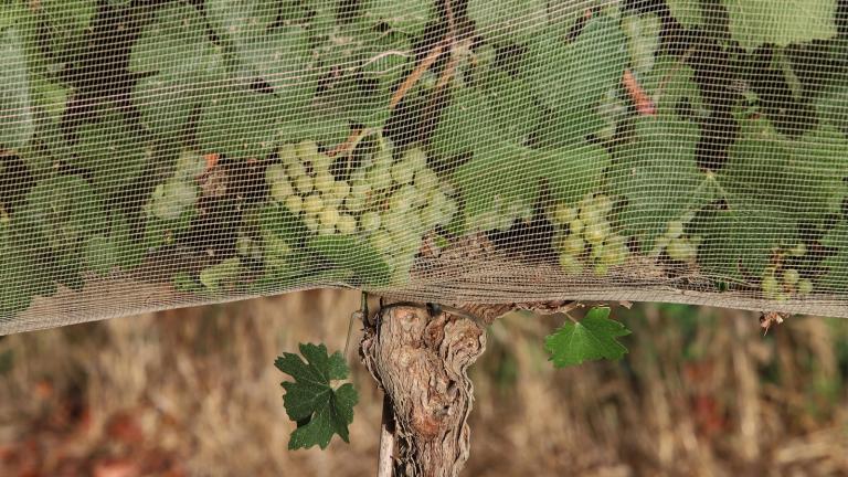 Chardonnay grape vines are covered with netting to reduces the amount of sunlight on the fruit