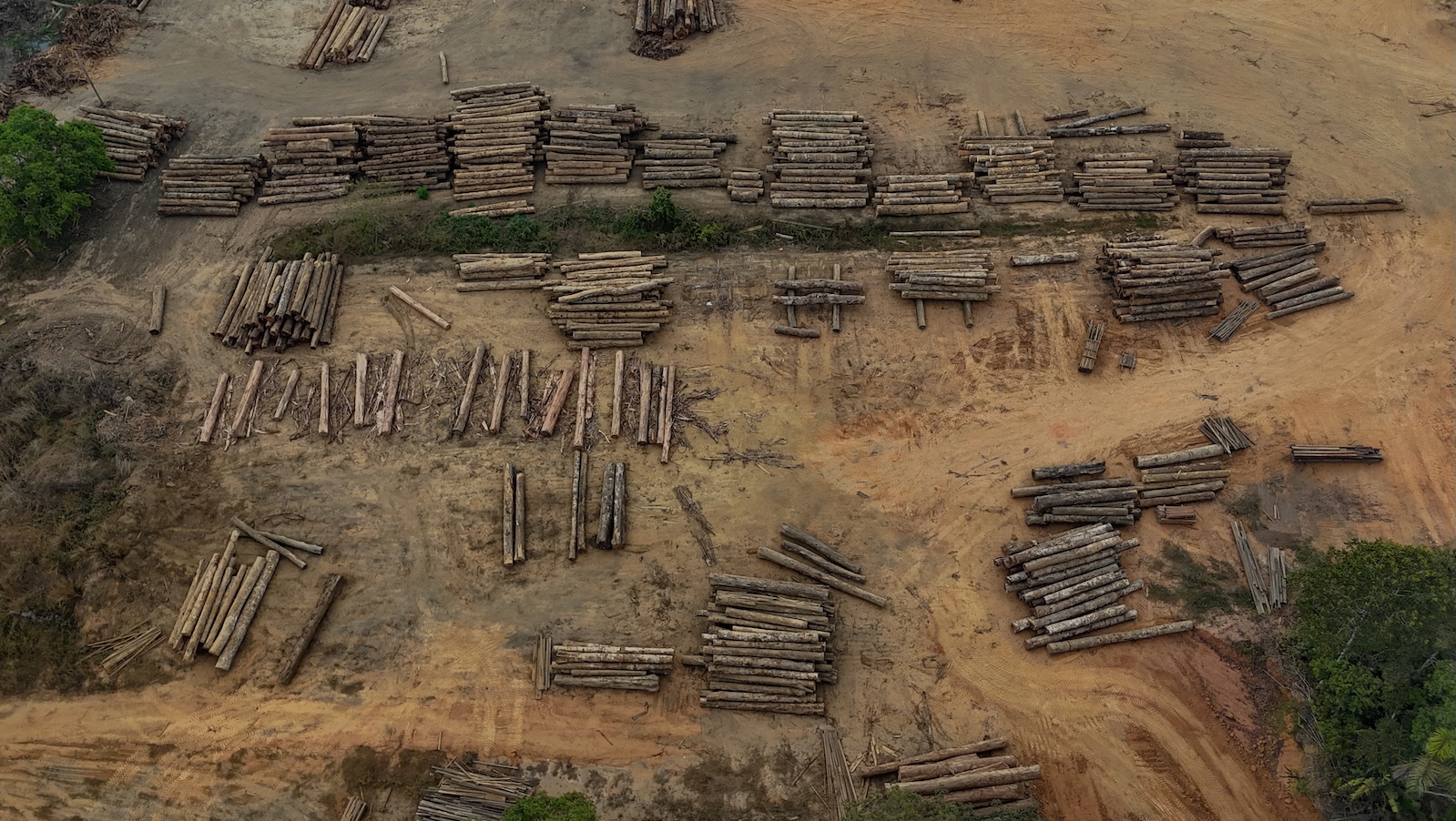 Aerial view showing timber logs near the city of Humaitá, Amazonas state, northern Brazil, on September 4, 2024. Deforestation -- which helps reduce global warming by absorbing carbon dioxide -- is on the wane in Brazil's Amazon rainforest. President Luiz Inacio Lula da Silva has pledged to put a stop to illegal deforestation of the Amazon by 2030.