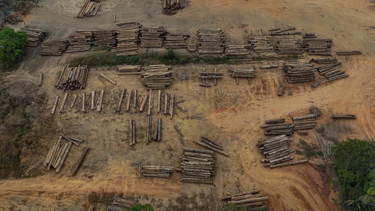 Aerial view showing timber logs near the city of Humaitá, Amazonas state, northern Brazil, on September 4, 2024. Deforestation -- which helps reduce global warming by absorbing carbon dioxide -- is on the wane in Brazil's Amazon rainforest. President Luiz Inacio Lula da Silva has pledged to put a stop to illegal deforestation of the Amazon by 2030.