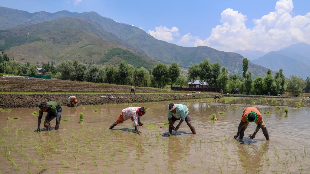 Four men wading through ankle-deep water transplant rice seedling in a rice paddy in Kashmir, India