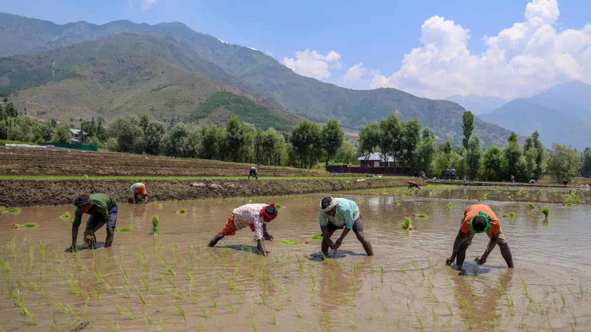 Four men wading through ankle-deep water transplant rice seedling in a rice paddy in Kashmir, India