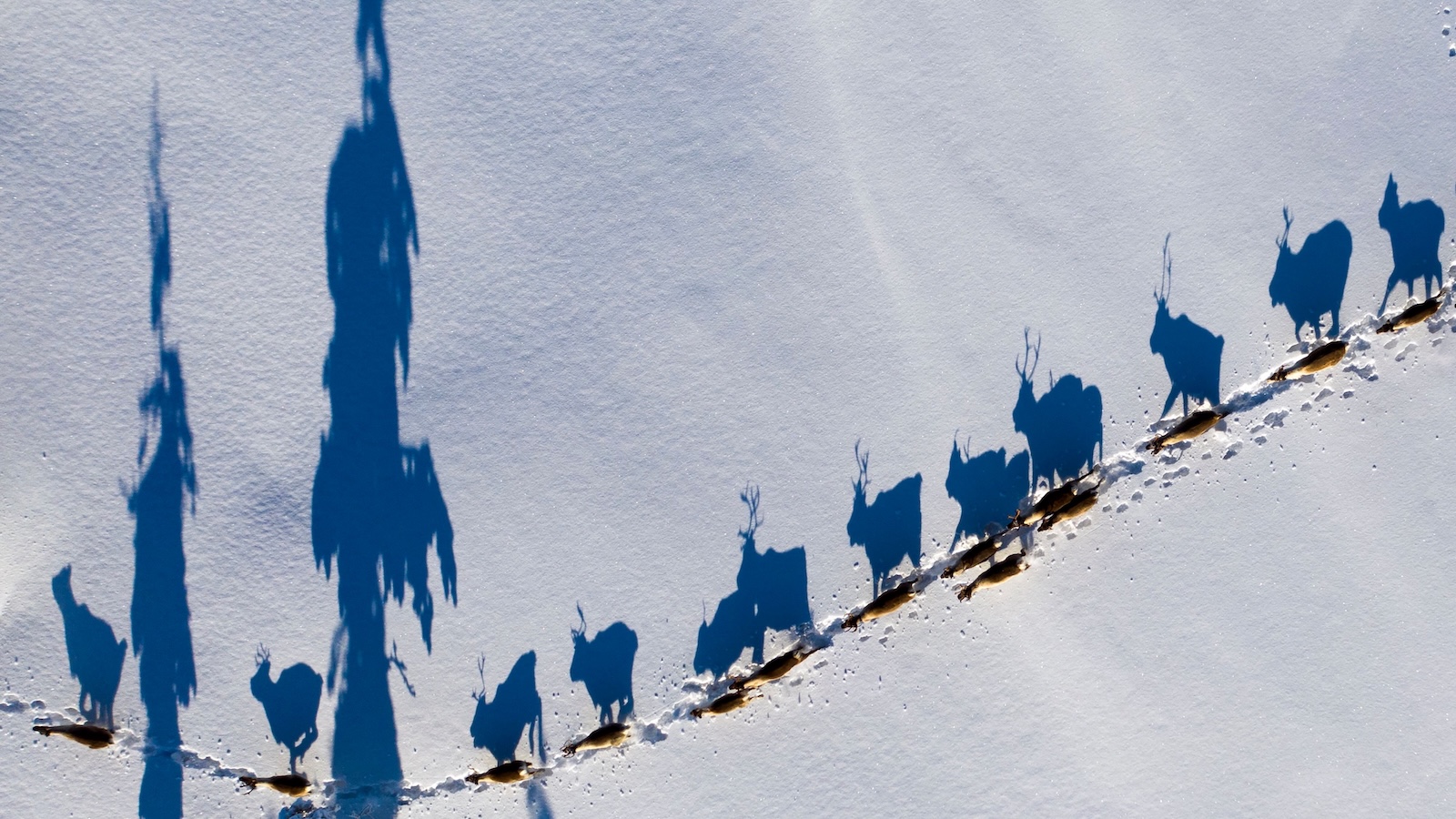 The shadows cast by a line of reindeer appear on a snowscape in Finland.