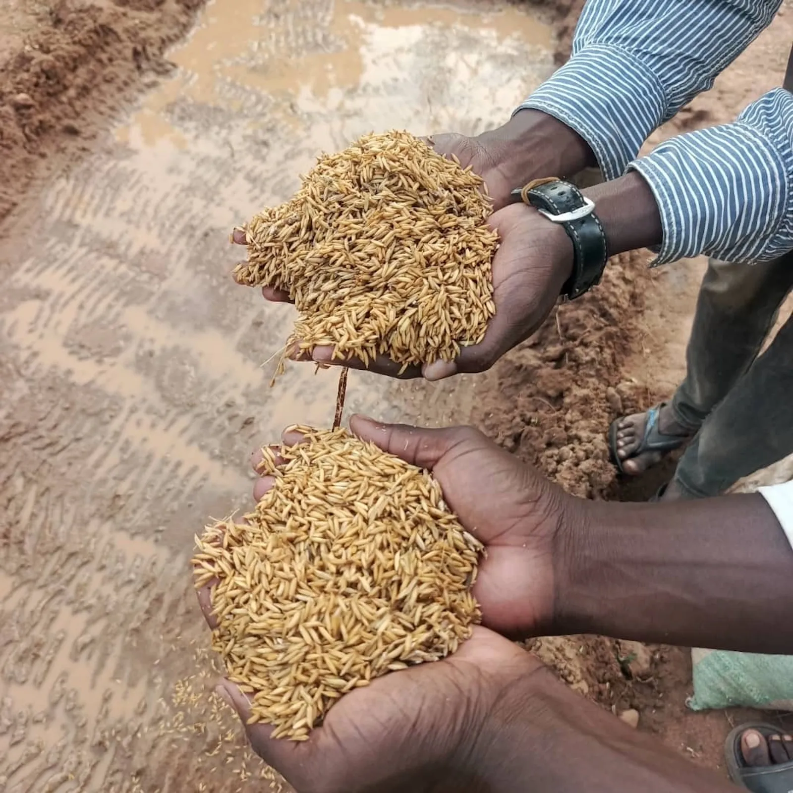 Farmers hold handfuls of rice